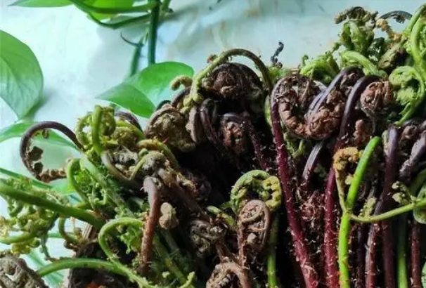 山野菜.png