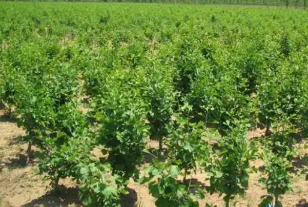 银杏种苗.png 银杏种苗.png