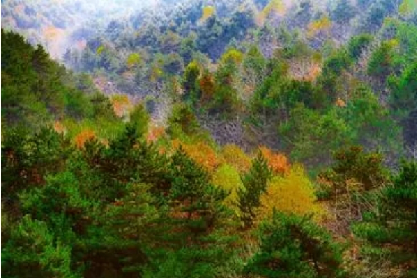 林场44.png 林场44.png