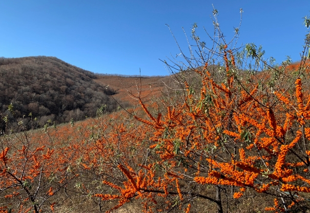 沙棘树.png 沙棘树.png