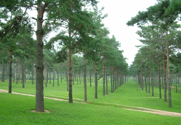 樟子松.png 樟子松.png