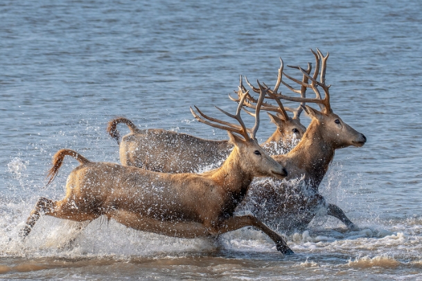 麋鹿在浅滩中嬉戏.png 麋鹿在浅滩中嬉戏.png
