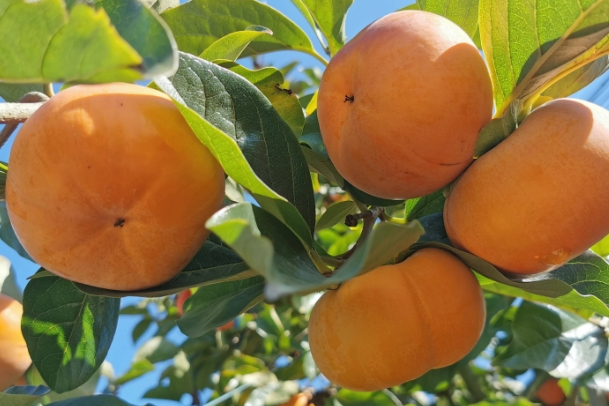 富阳甜柿.png 富阳甜柿.png