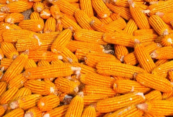 玉米成熟收获.png 玉米成熟收获.png