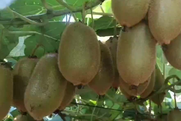 猕猴桃呃呃.png 猕猴桃呃呃.png