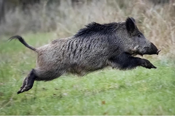 野猪.png 野猪.png