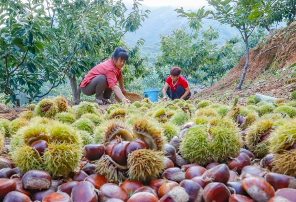 燕山板栗.png 燕山板栗.png