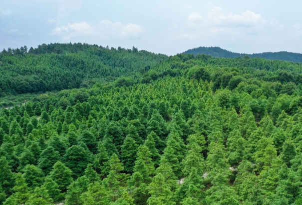 林权11.png 林权11.png