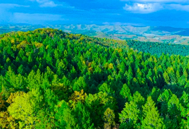 林业产业活绿.png 林业产业活绿.png