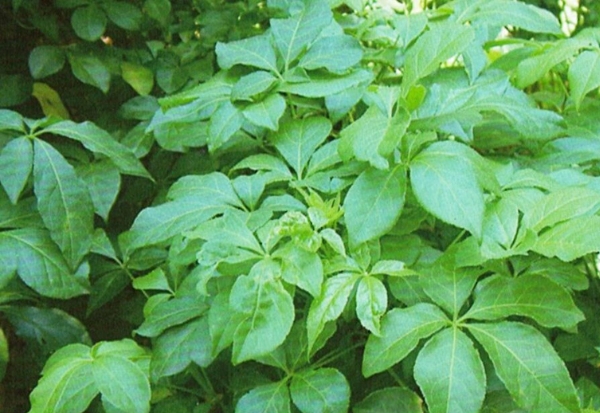 刺五加22.png 刺五加22.png