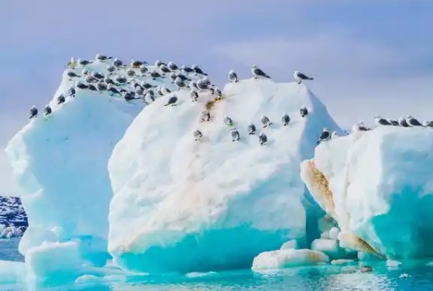 北极.png 北极.png