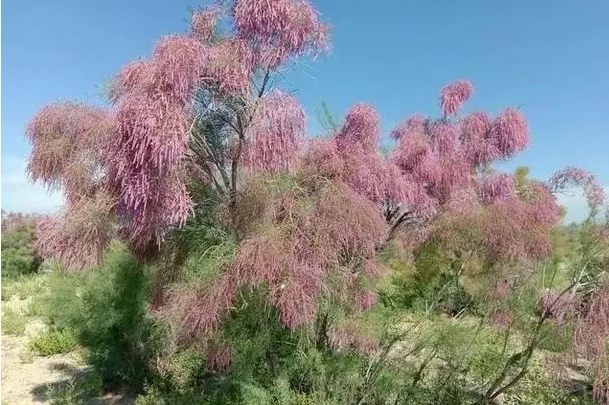 柽柳.png 柽柳.png