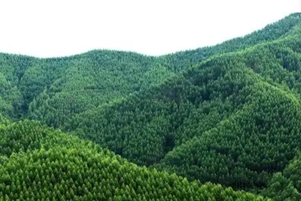 林木3333.png 林木3333.png