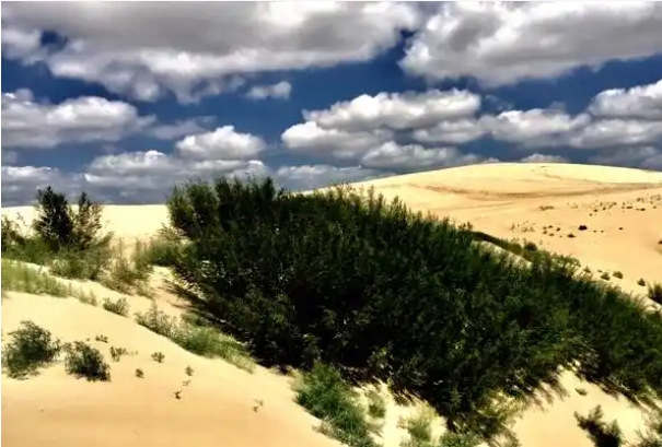 科尔沁沙地.png 科尔沁沙地.png