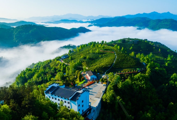 凤凰茶山。.png 凤凰茶山。.png