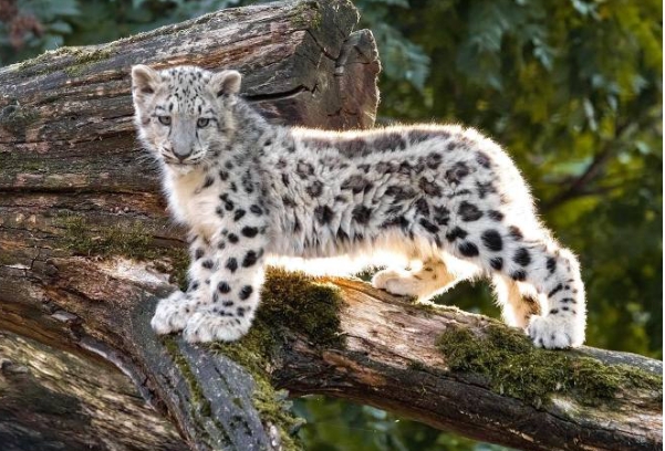 雪豹222.png 雪豹222.png