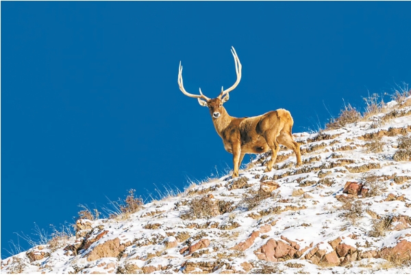 白唇鹿的222.png 白唇鹿的222.png