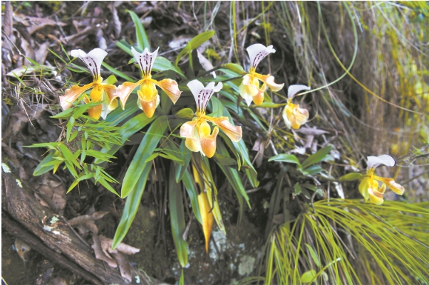 国家一级保护野生植物格力兜兰.png 国家一级保护野生植物格力兜兰.png