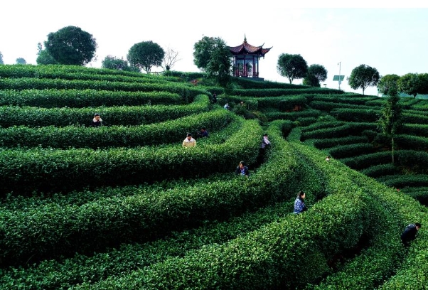 茶山的333.png 茶山的333.png