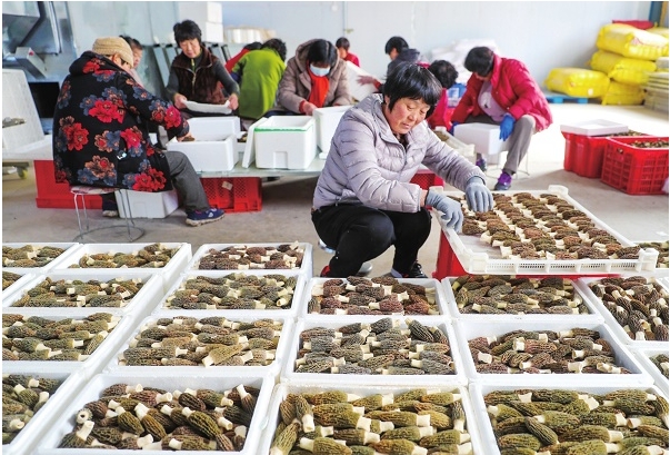 ①农民在分拣羊肚菌。.png