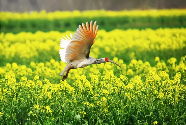 朱鹮3.png 朱鹮3.png