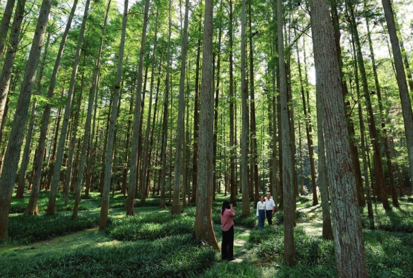 湖南排牙山林场 (2).png 湖南排牙山林场 (2).png