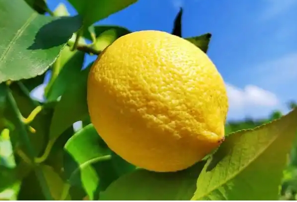 1552柠檬.png 1552柠檬.png