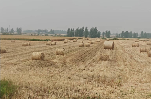 秸秆.png 秸秆.png