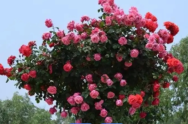 树状月季.png