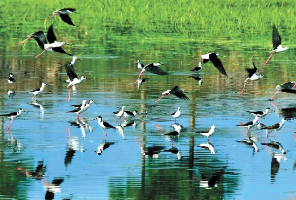 黑翅长脚鹬.png 黑翅长脚鹬.png