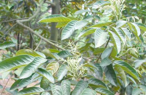 花榈木22.png 花榈木22.png