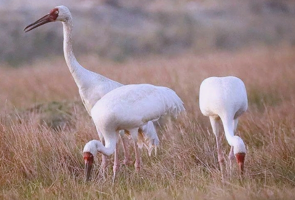 白鹤.png 白鹤.png