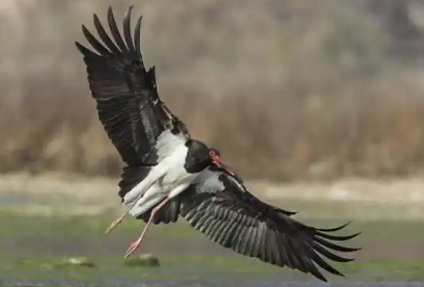 黑鹳.png 黑鹳.png