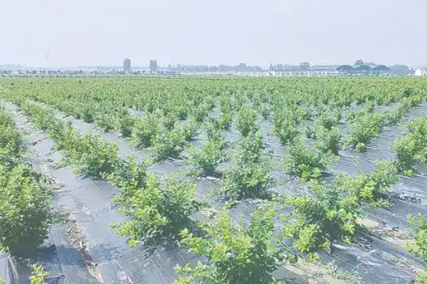 12345花木.png