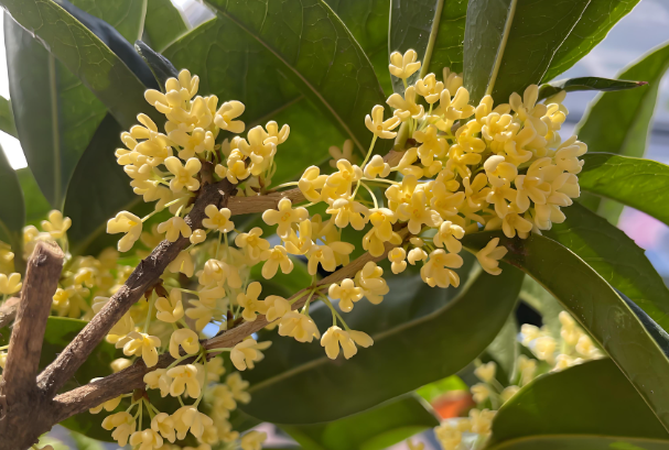 桂花.png 桂花.png