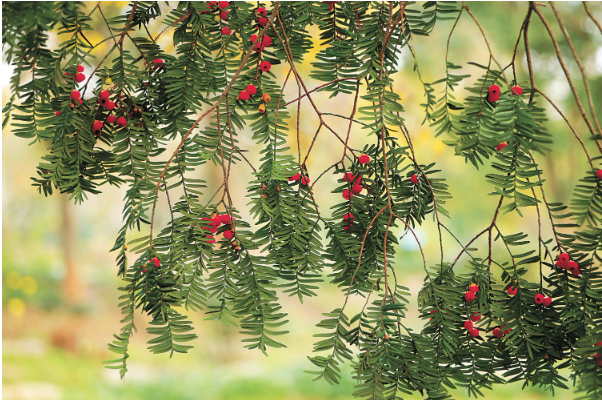 南方红豆杉.png 南方红豆杉.png