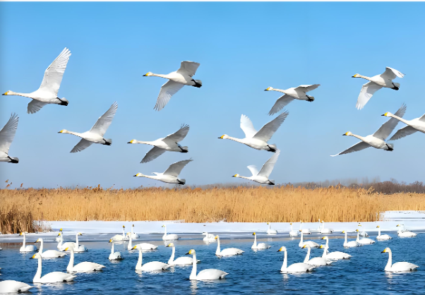 万羽天鹅.png