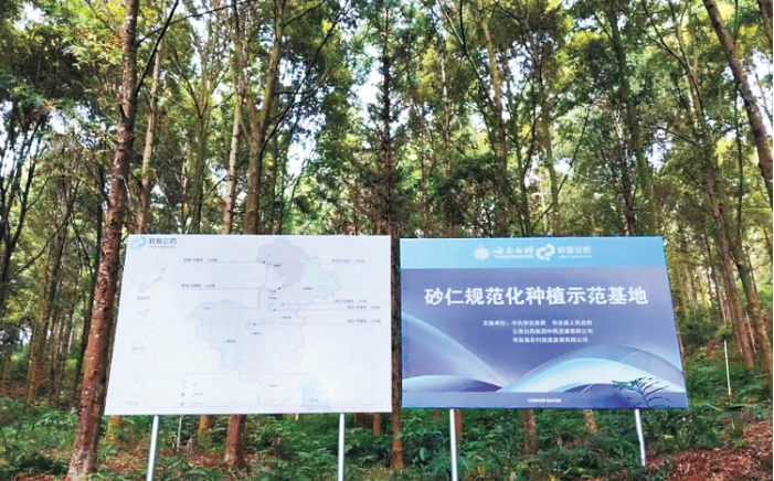 林下砂仁产业共同体 漳州市林业局供图.png