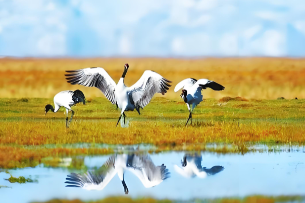 尕海湿地111.png 尕海湿地111.png
