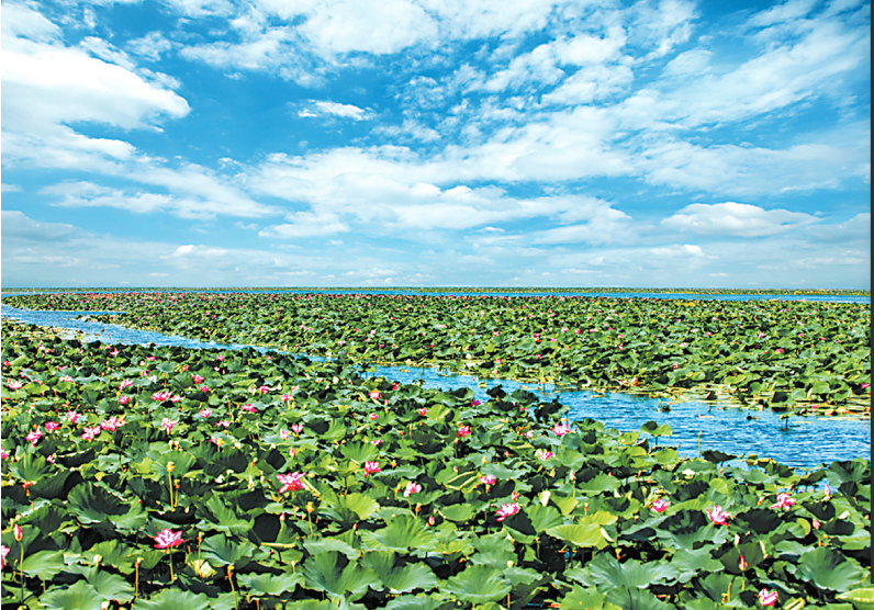 湿地12.png 湿地12.png