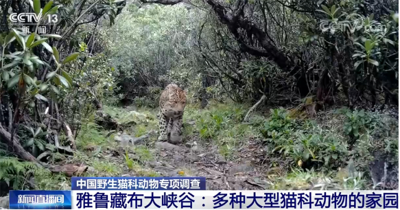 事实上，除了金猫.png