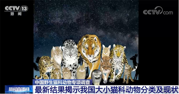 猫科动物家族成员虽然体形有差异，.png