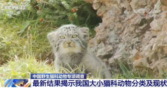 我国现有野生猫科动物12种.png