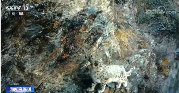 我国作为全世界生物多样性最丰富的国家之一.png