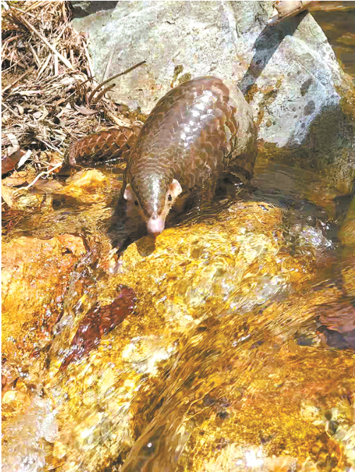 穿山甲 茂名河尾山.png