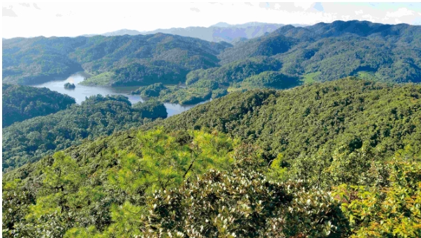 云南普洱森林资源丰富.png 云南普洱森林资源丰富.png