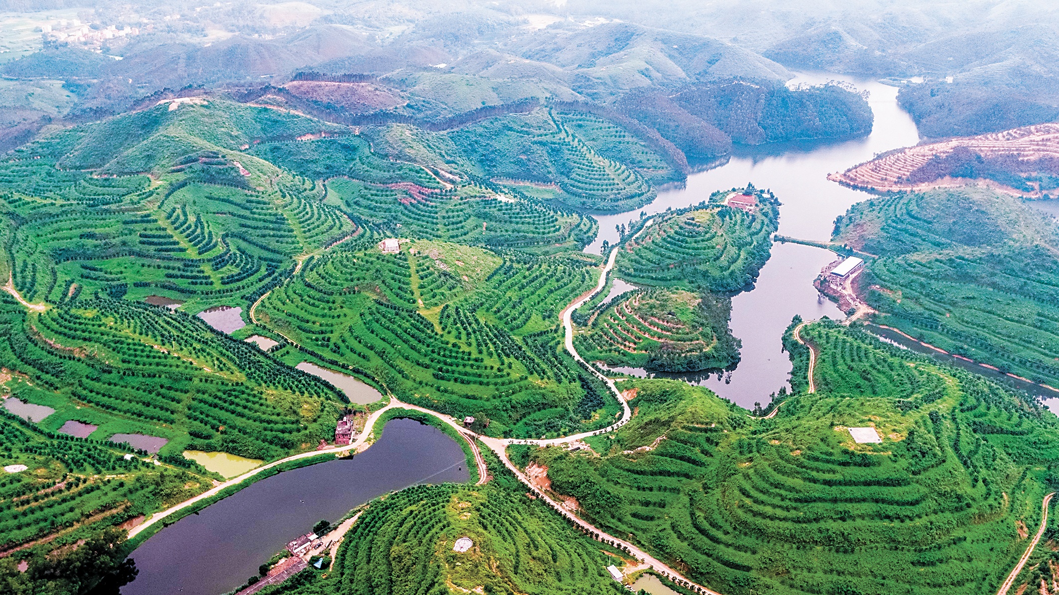 化州橘红产业基地.jpg 化州橘红产业基地.jpg