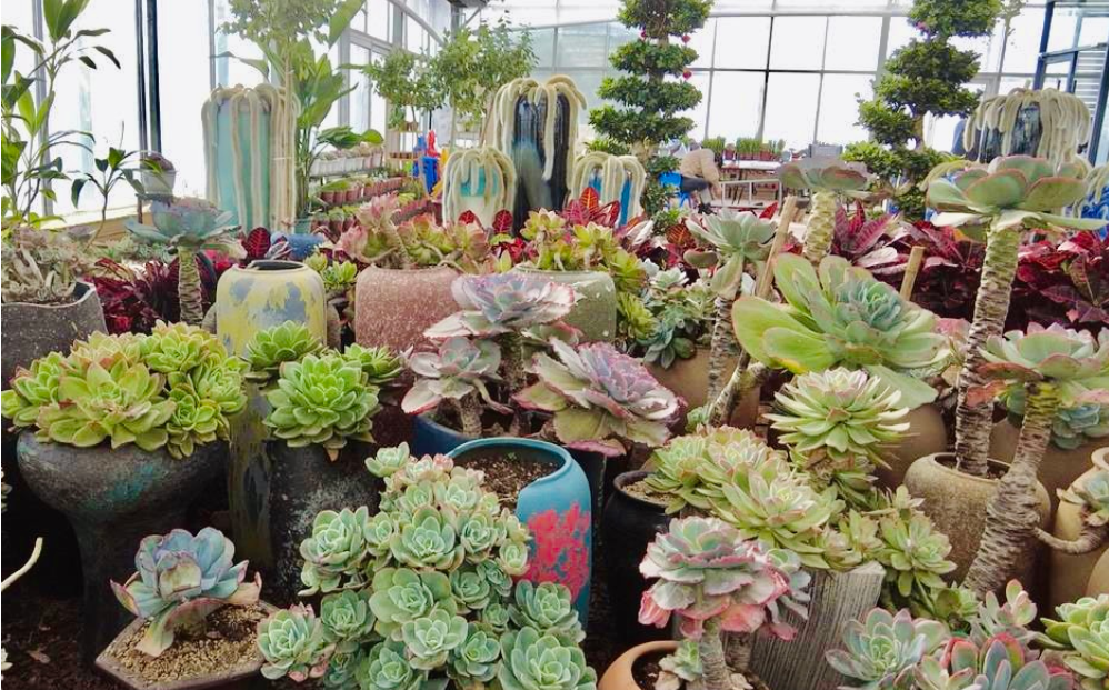 形态各异的多肉“王国”.png