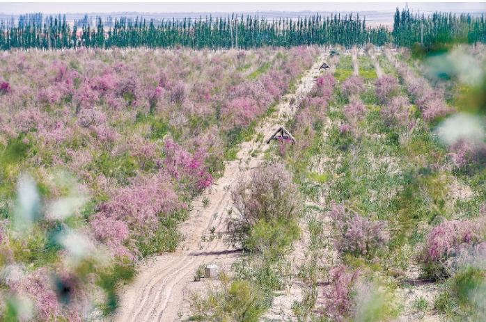 “柽柳+肉苁蓉”.png “柽柳+肉苁蓉”.png