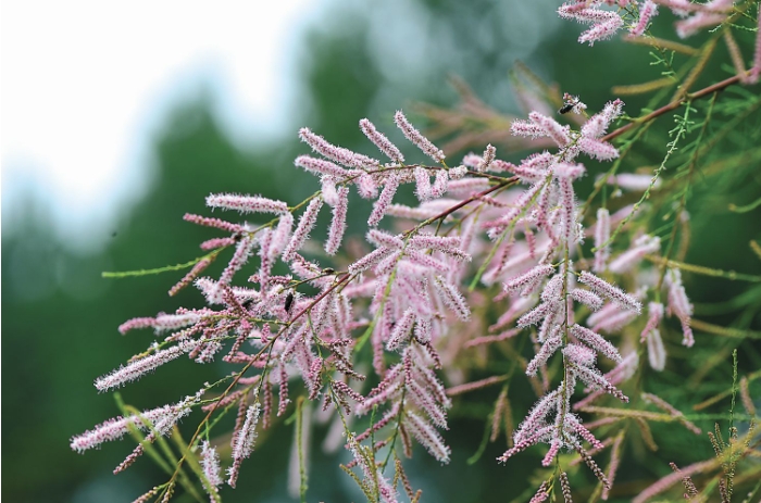 柽柳花 叶.png 柽柳花 叶.png